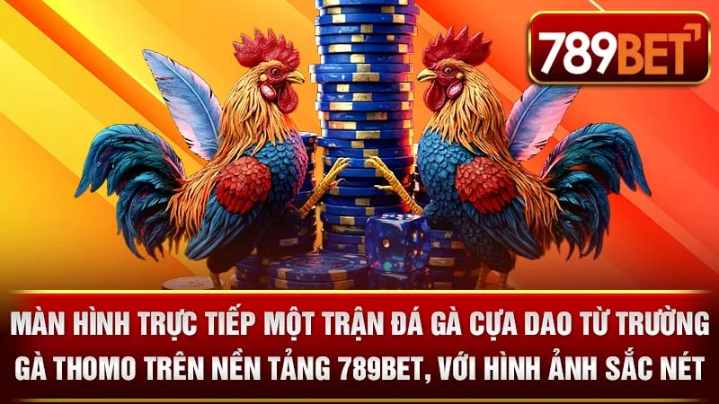 Màn hình trực tiếp một trận đá gà cựa dao từ trường gà Thomo trên nền tảng 789BET, với hình ảnh sắc nét.