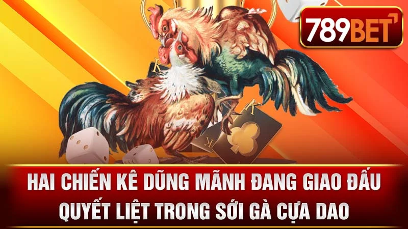 Hai chiến kê dũng mãnh đang giao đấu quyết liệt trong sới gà cựa dao.